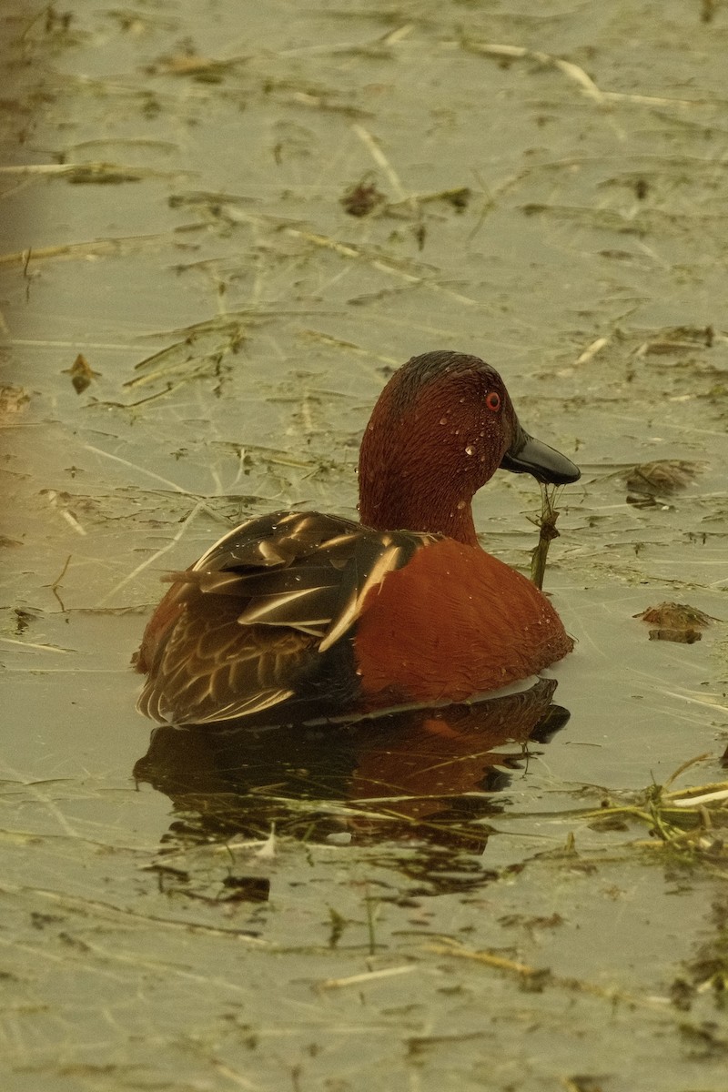 Kızıl Ördek - ML646159472