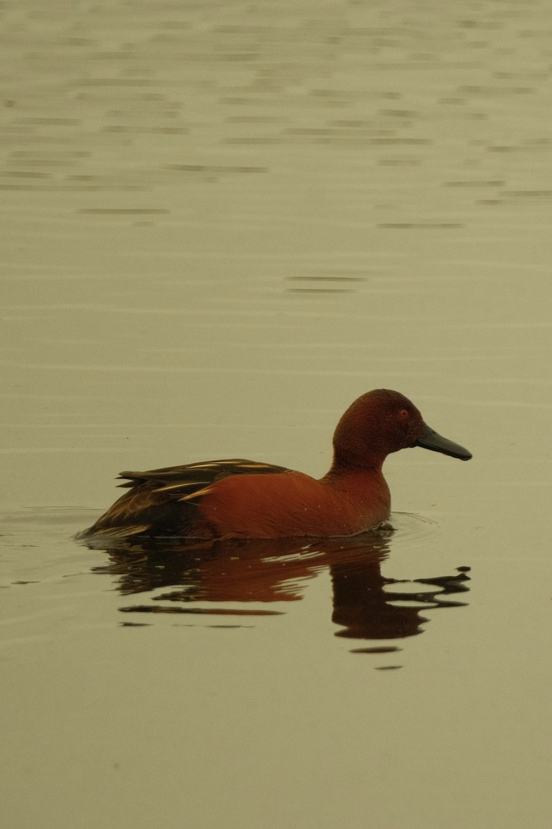 Kızıl Ördek - ML646159473