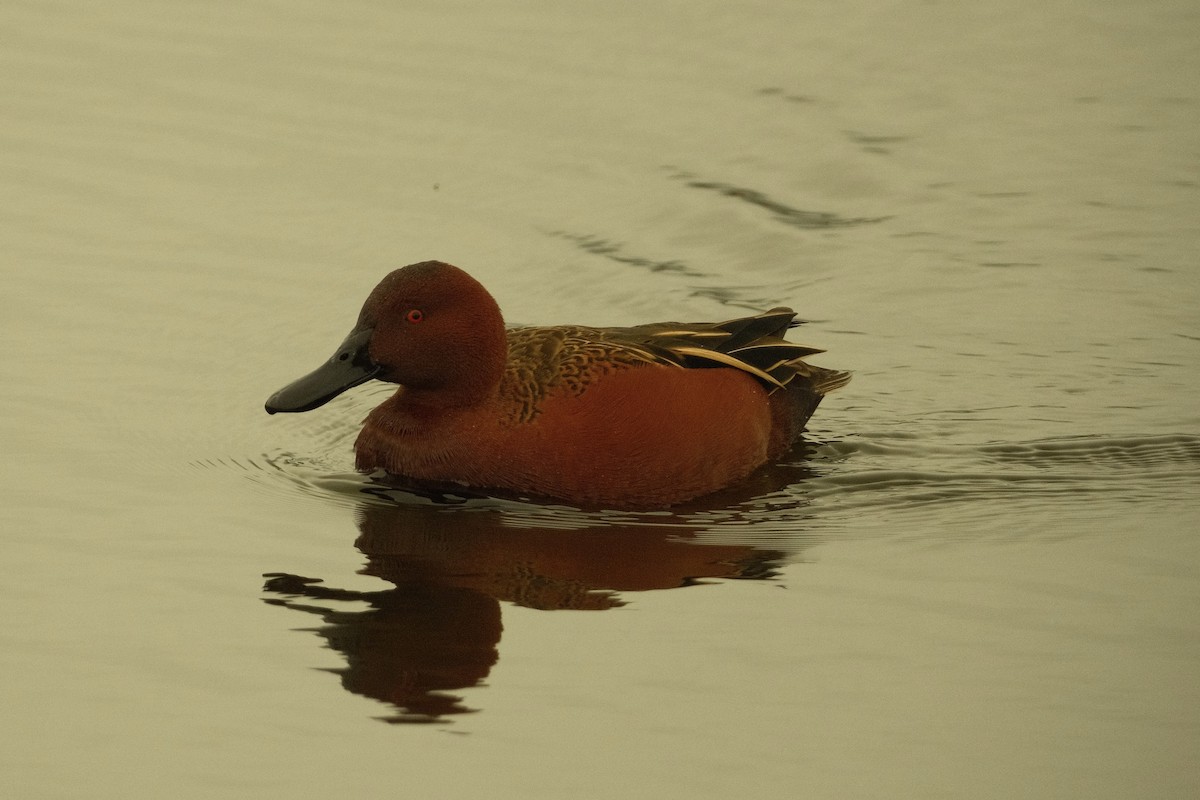 Kızıl Ördek - ML646159474