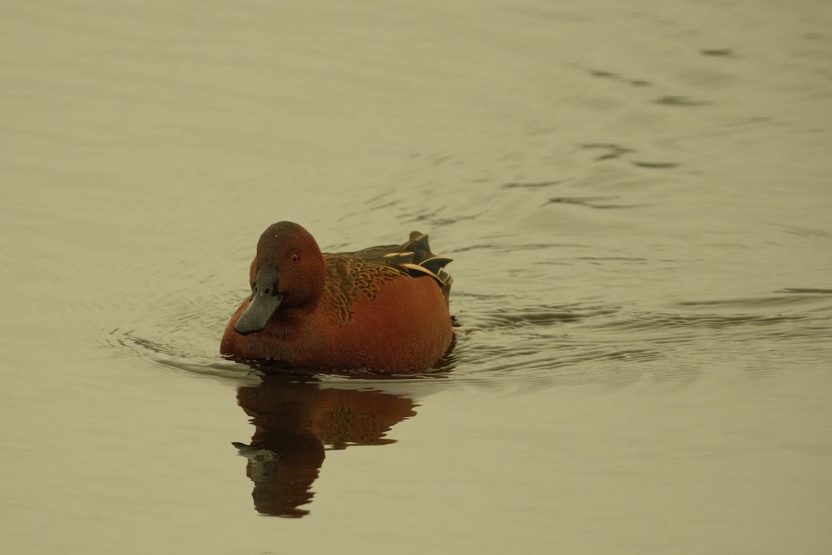 Kızıl Ördek - ML646159475