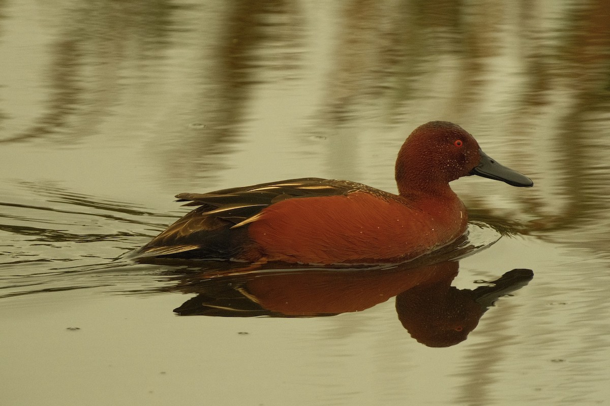 Kızıl Ördek - ML646159476