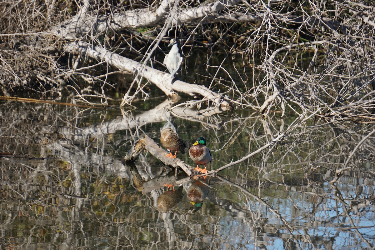 Yeşilbaş - ML646159477