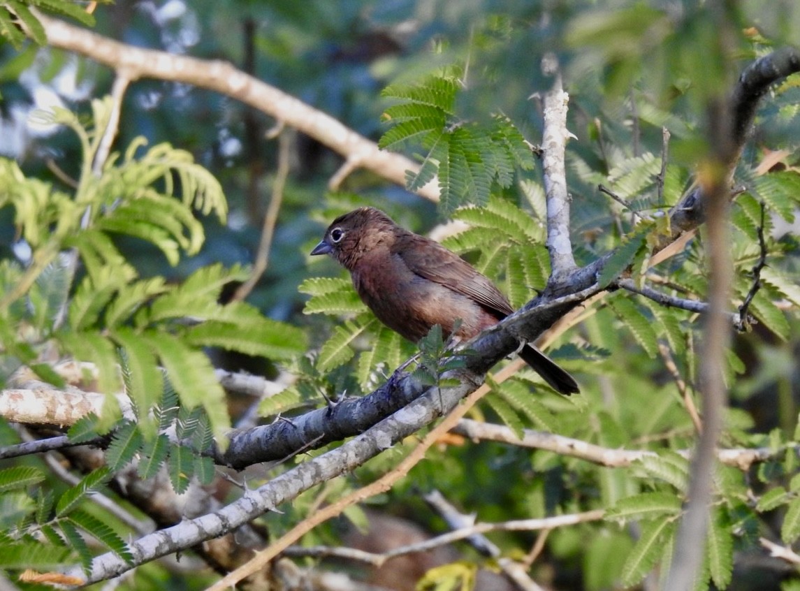Taçlı Kızıl İspinoz - ML646159478