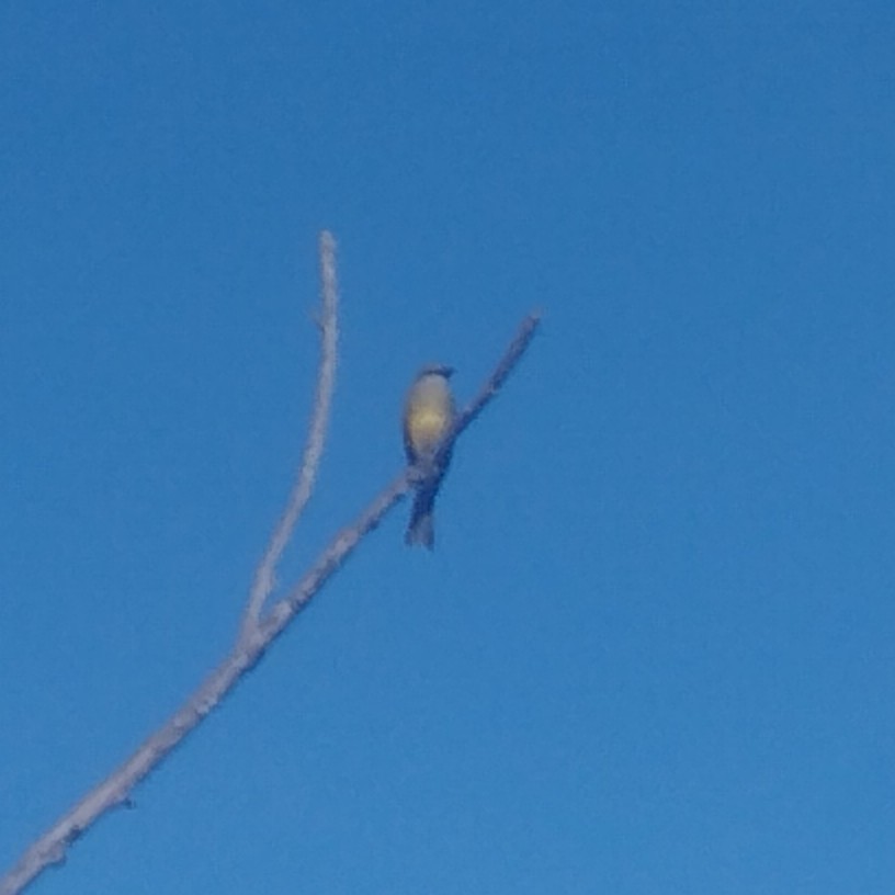 Tropikal Tiran - ML646159479