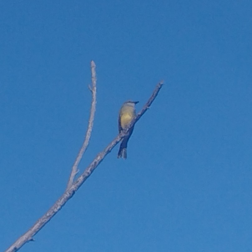 Tropikal Tiran - ML646159480