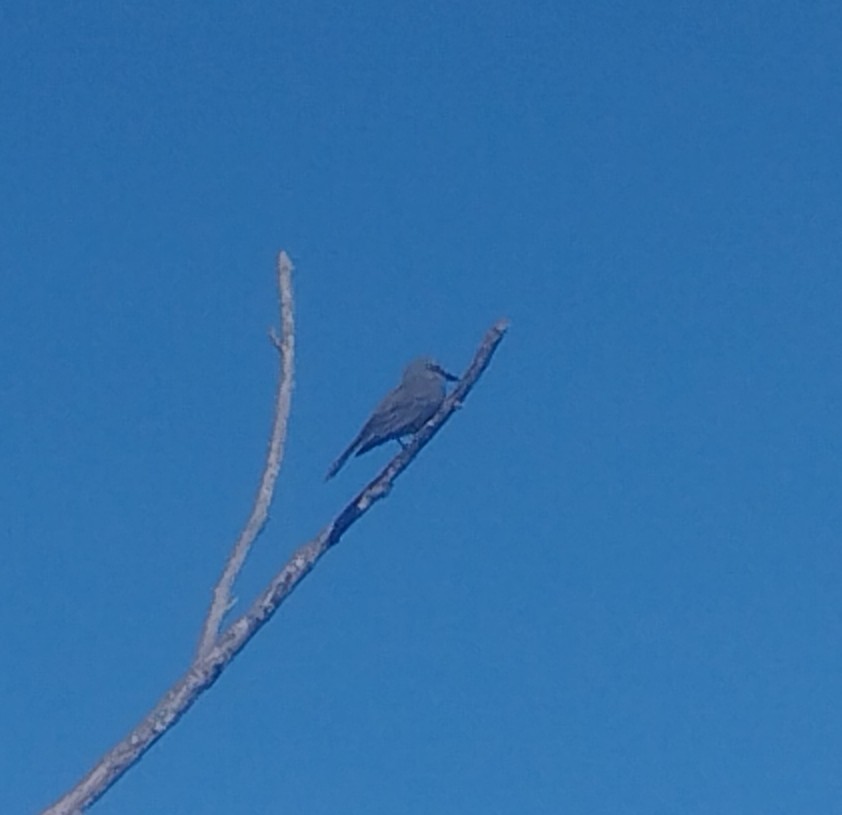 Tropikal Tiran - ML646159481