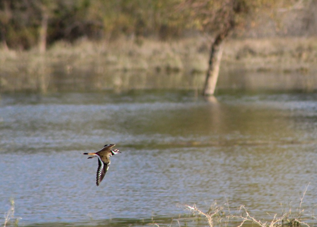 Çayır Cılıbıtı - ML646159482