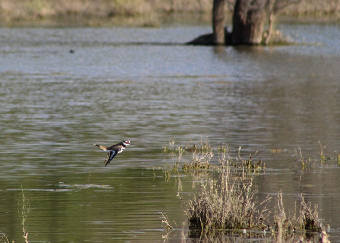 Çayır Cılıbıtı - ML646159484