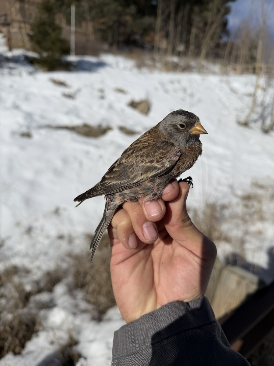 Gri Başlı Alamecek (littoralis) - ML646159485