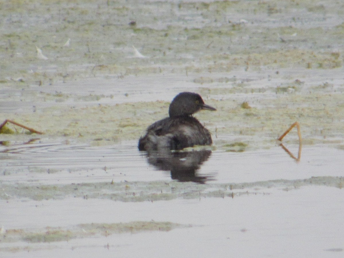 Amerika Küçük Batağanı - ML646159486