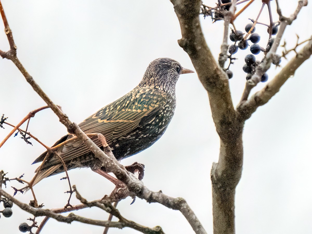 Sığırcık - ML646159487