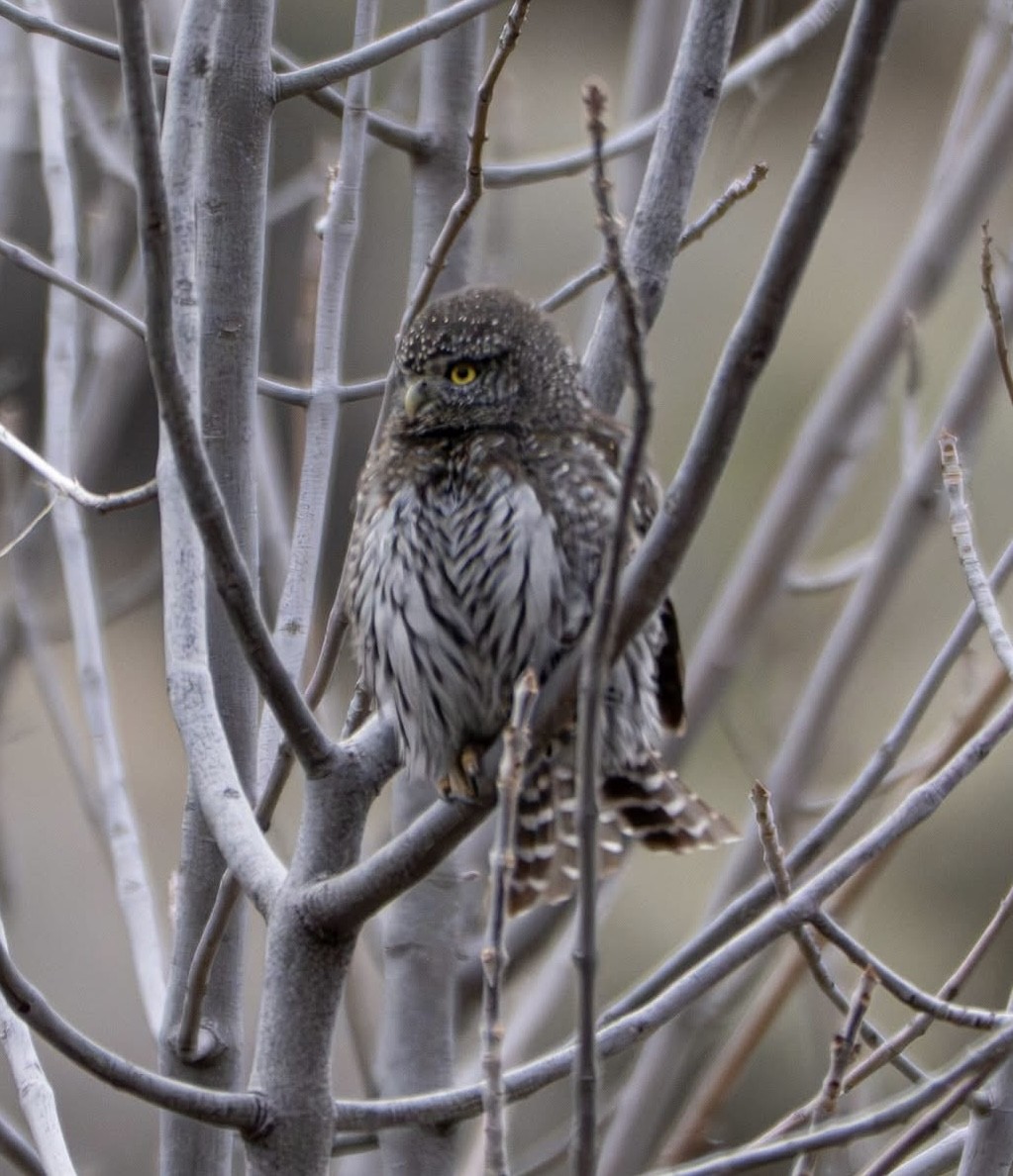 Dağ Serçe Baykuşu - ML646159490