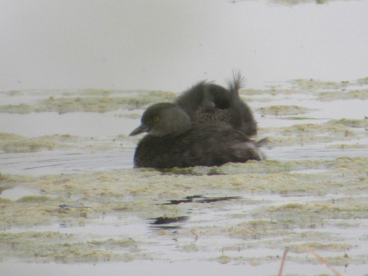 Least Grebe - ML646159498