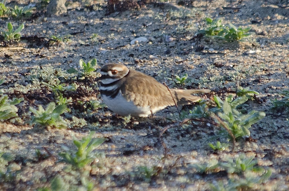 Kildir txirritxoa - ML646159502