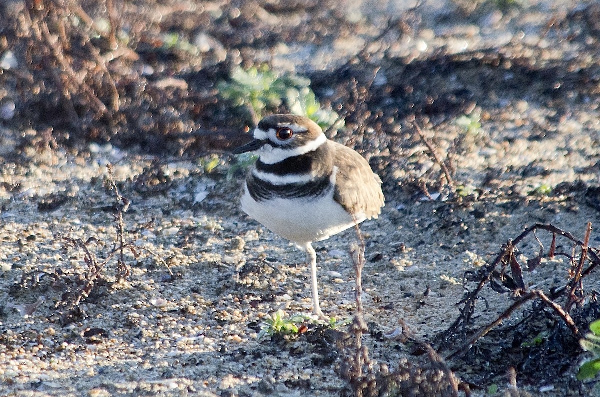 Kildir txirritxoa - ML646159503