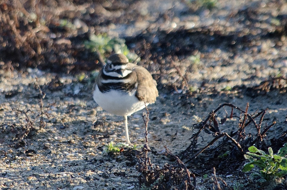 Kildir txirritxoa - ML646159504