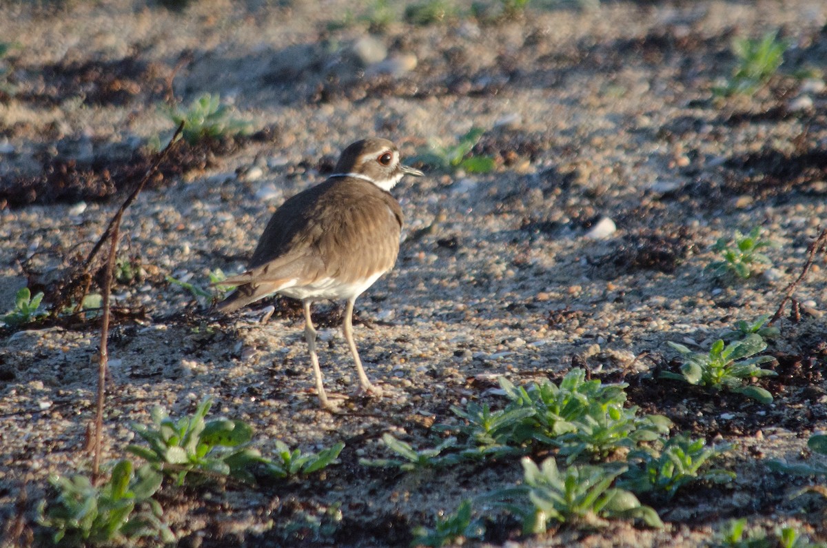 Kildir txirritxoa - ML646159505