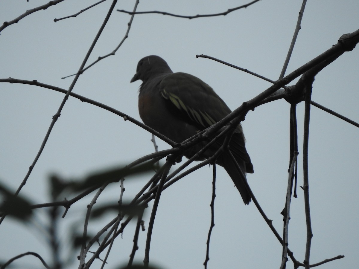 Pink-necked Green-Pigeon - ML646159506