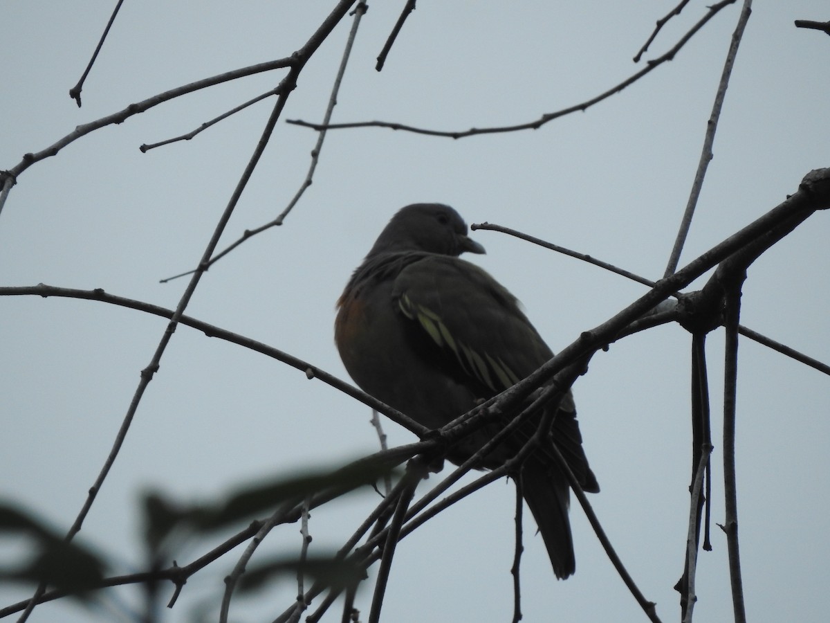 Pink-necked Green-Pigeon - ML646159507