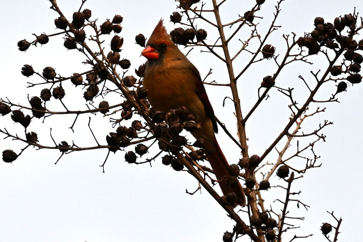 Northern Cardinal - ML646159513