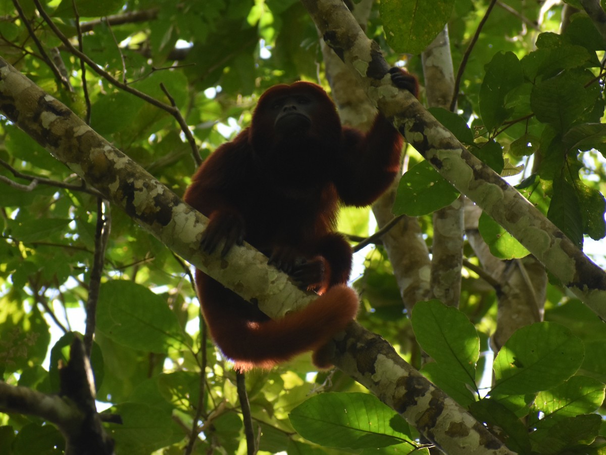 Animals - ML646159522