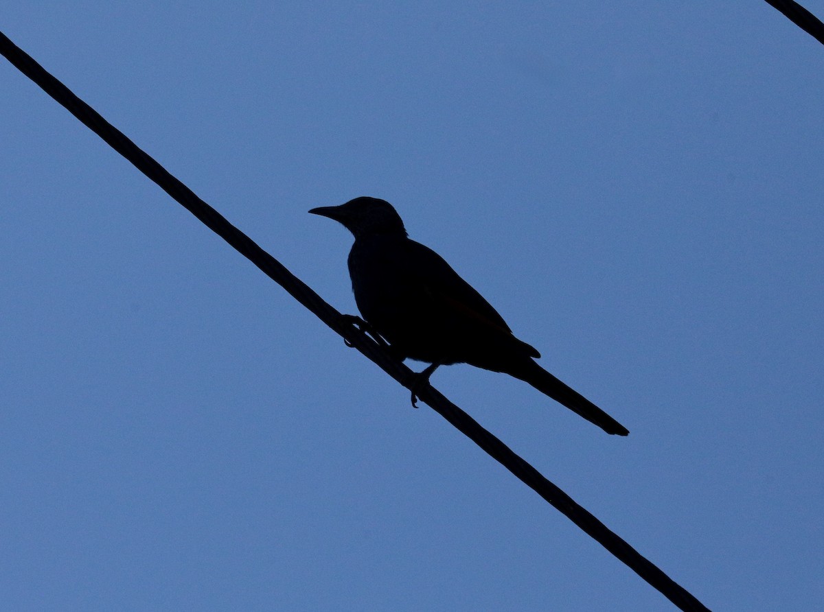 Red-winged Starling - ML646159529