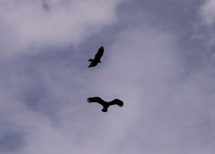 Urubu à tête rouge - ML646159532