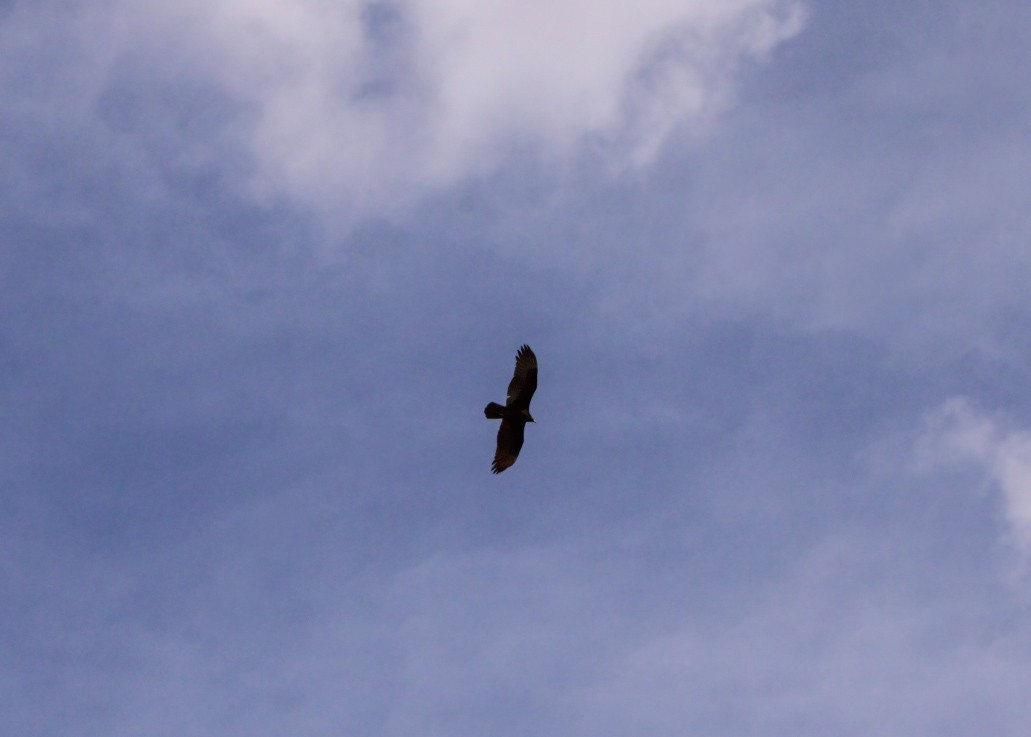 Urubu à tête rouge - ML646159533