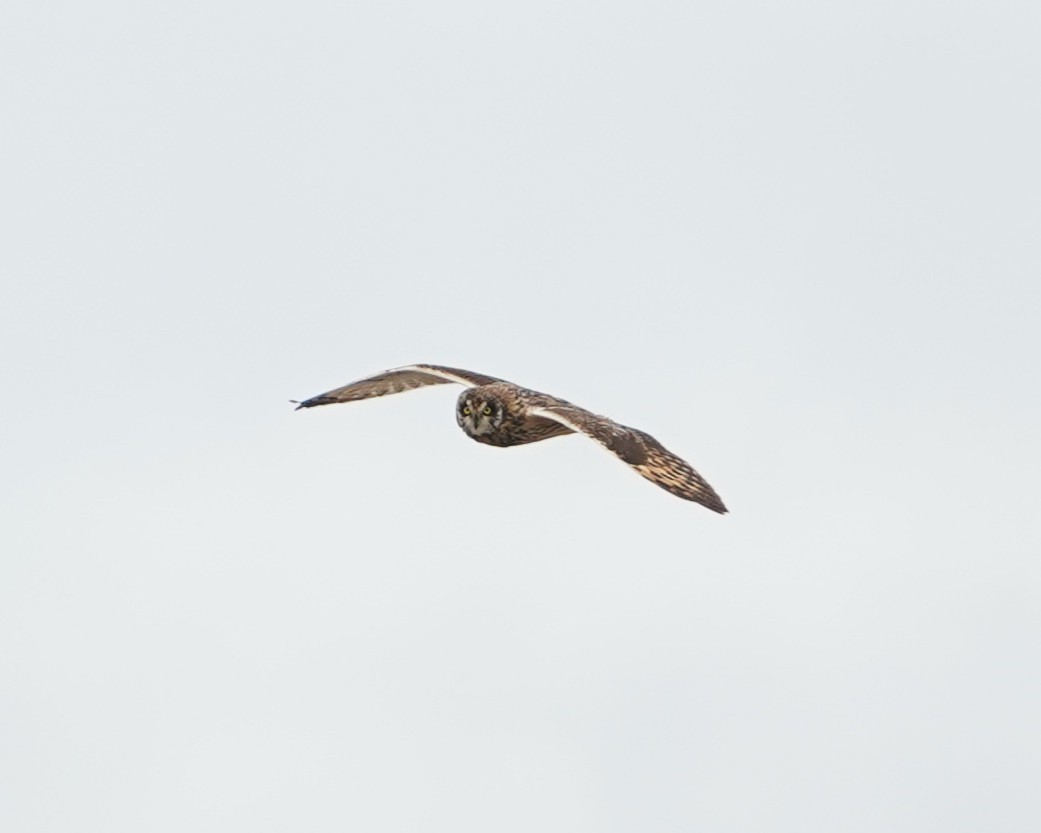Short-eared Owl - ML646159536