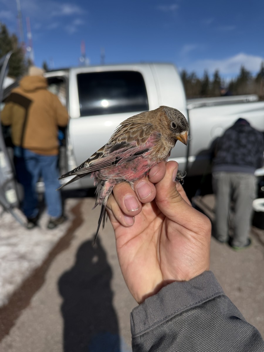 pěnkavice coloradská - ML646159543