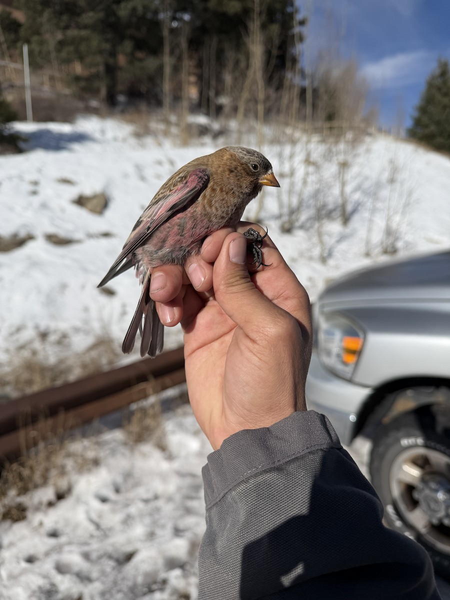 pěnkavice coloradská - ML646159544