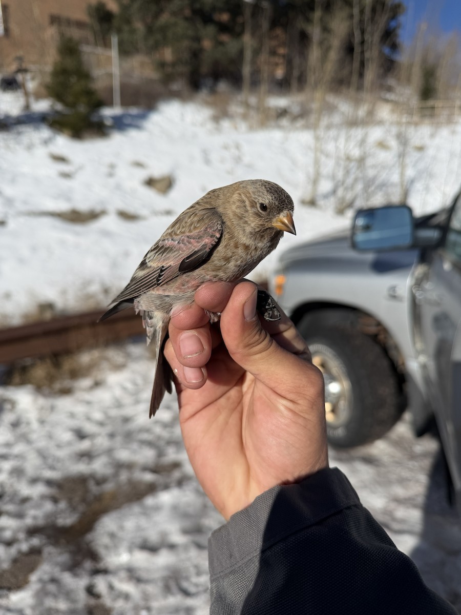 pěnkavice coloradská - ML646159545