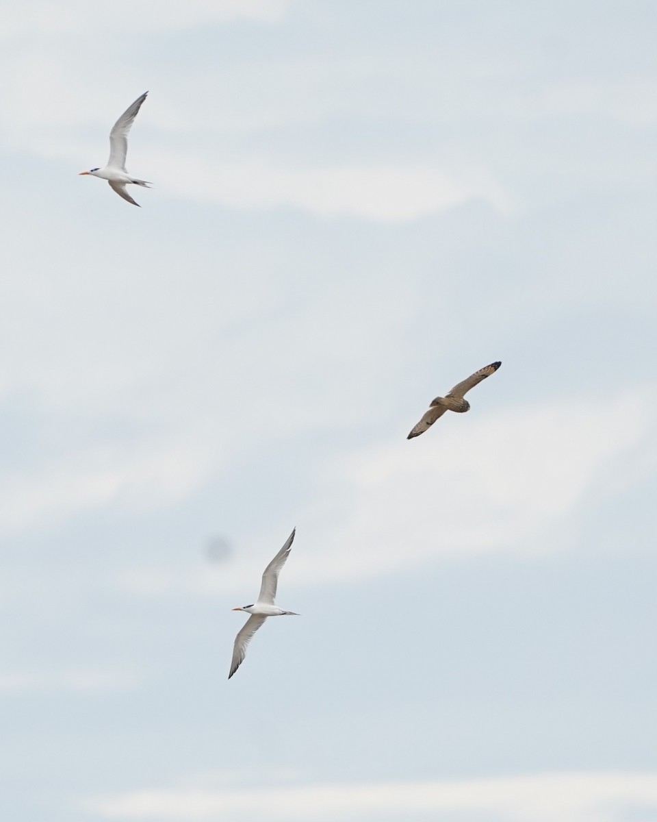 Short-eared Owl - ML646159554