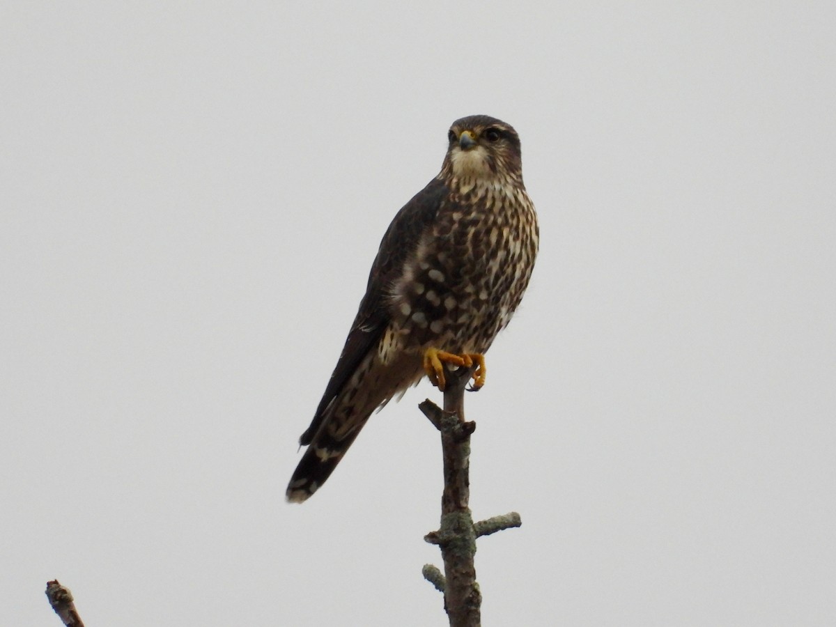 dřemlík tundrový - ML646159558