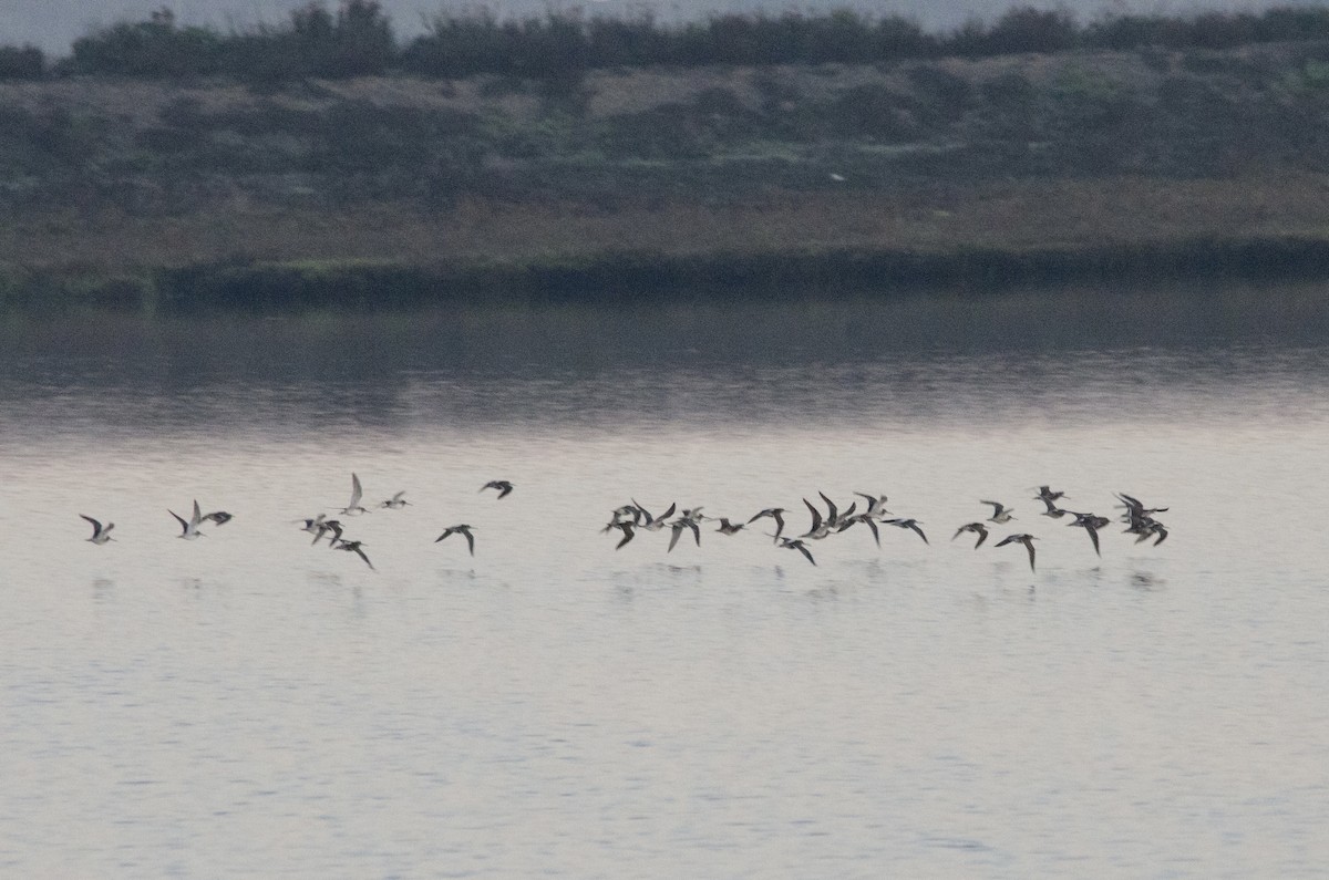 Tüpfelgelbschenkel - ML646159577