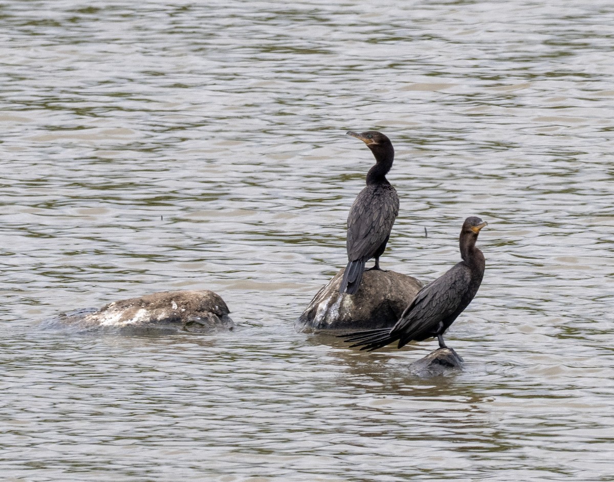 Neotropikal Karabatak - ML646159578