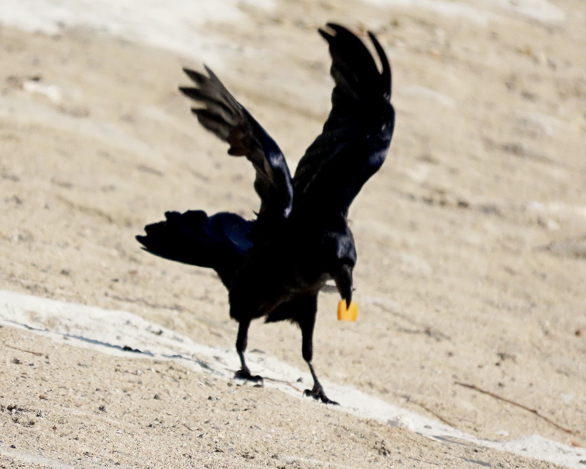 Kuzgun - ML646159579