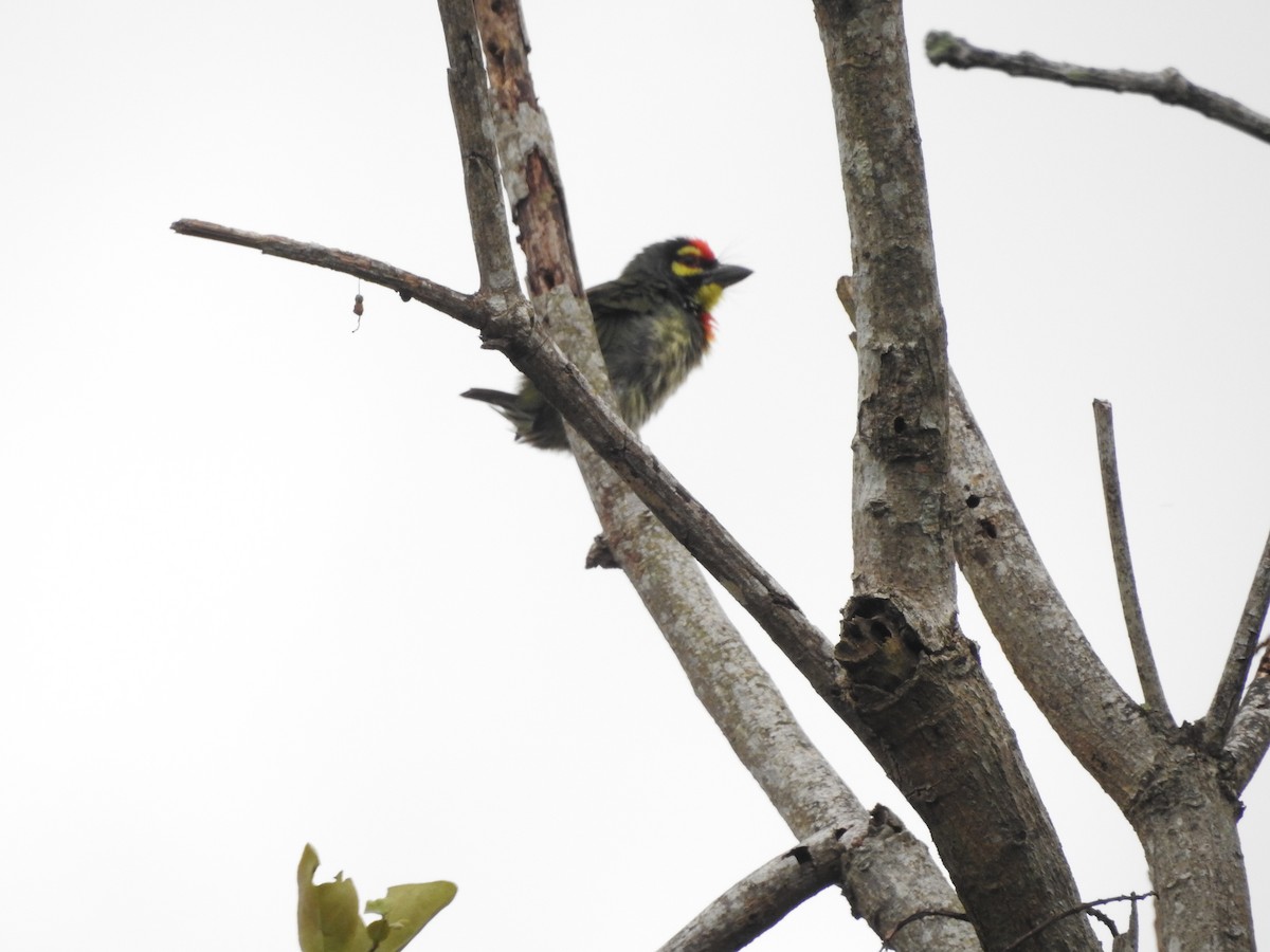 Al Göğüslü Barbet - ML646159580