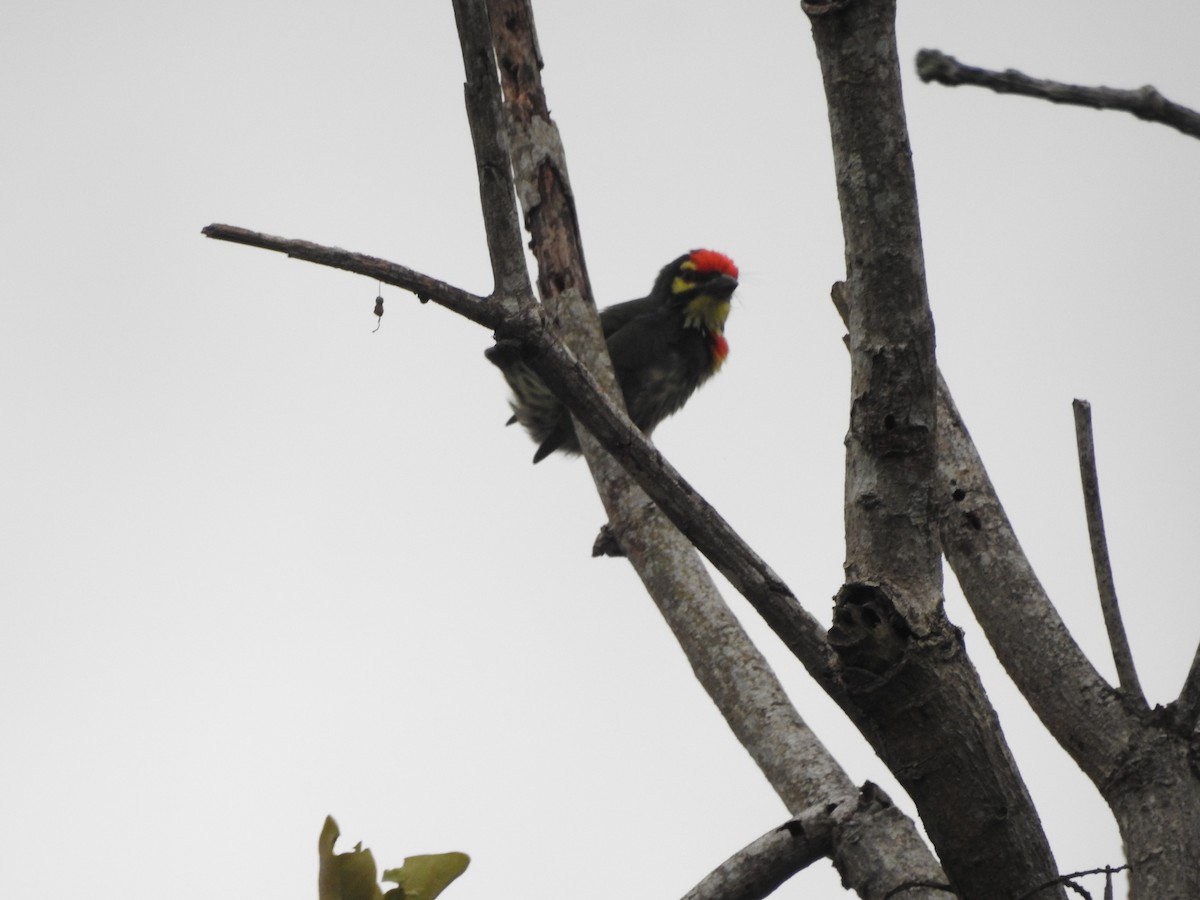 Al Göğüslü Barbet - ML646159581