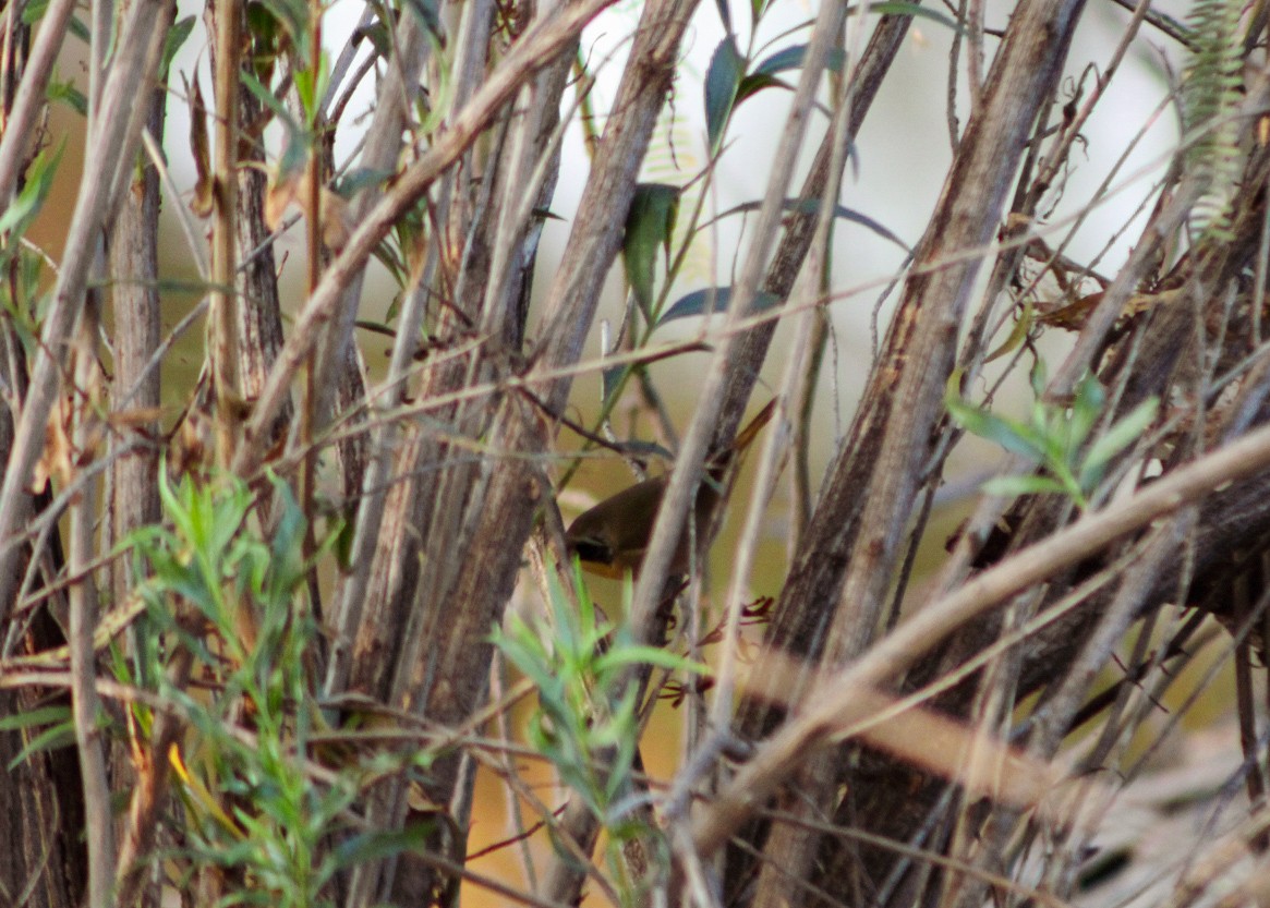 Sarıgerdan - ML646159582