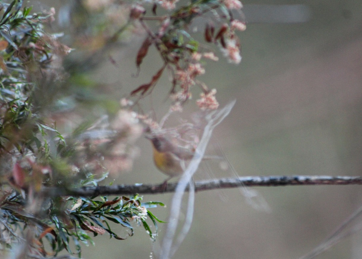 Sarıgerdan - ML646159583