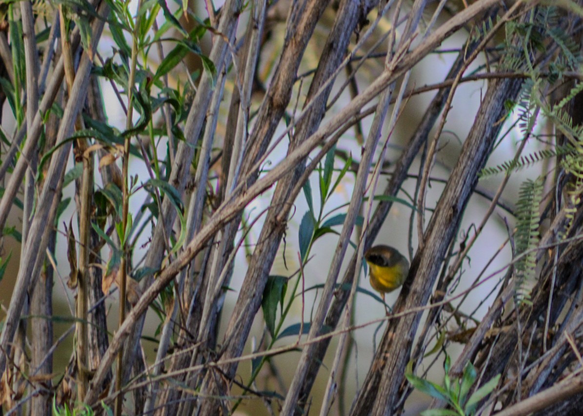 Sarıgerdan - ML646159584