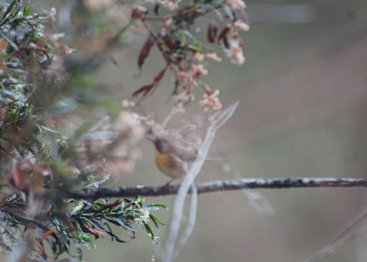 Sarıgerdan - ML646159585