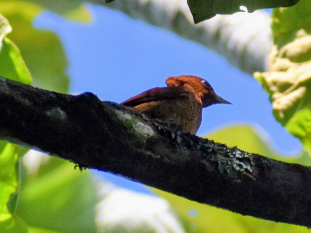 Tarçın Renkli Ağaçkakan - ML646159587