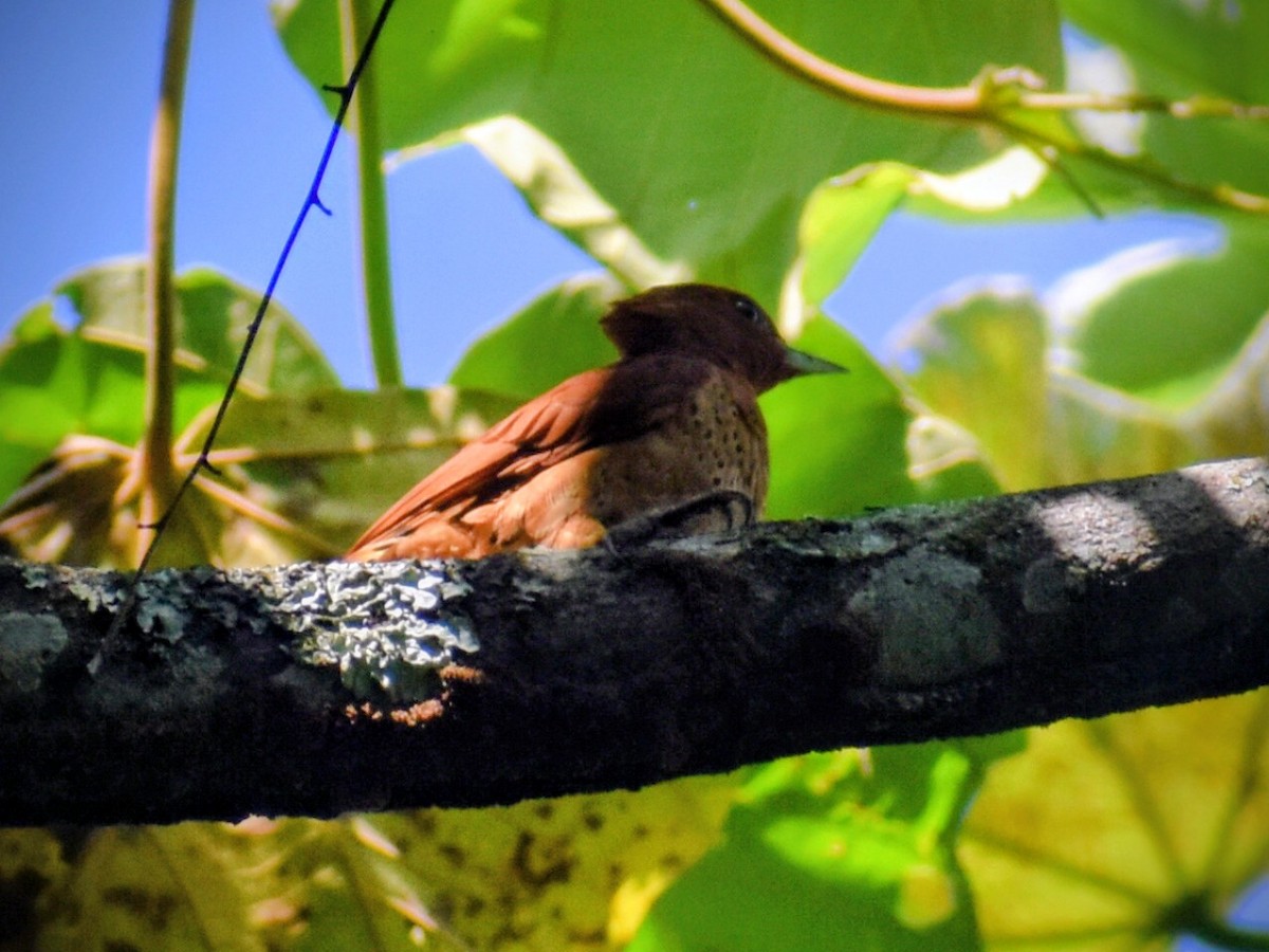 Tarçın Renkli Ağaçkakan - ML646159588