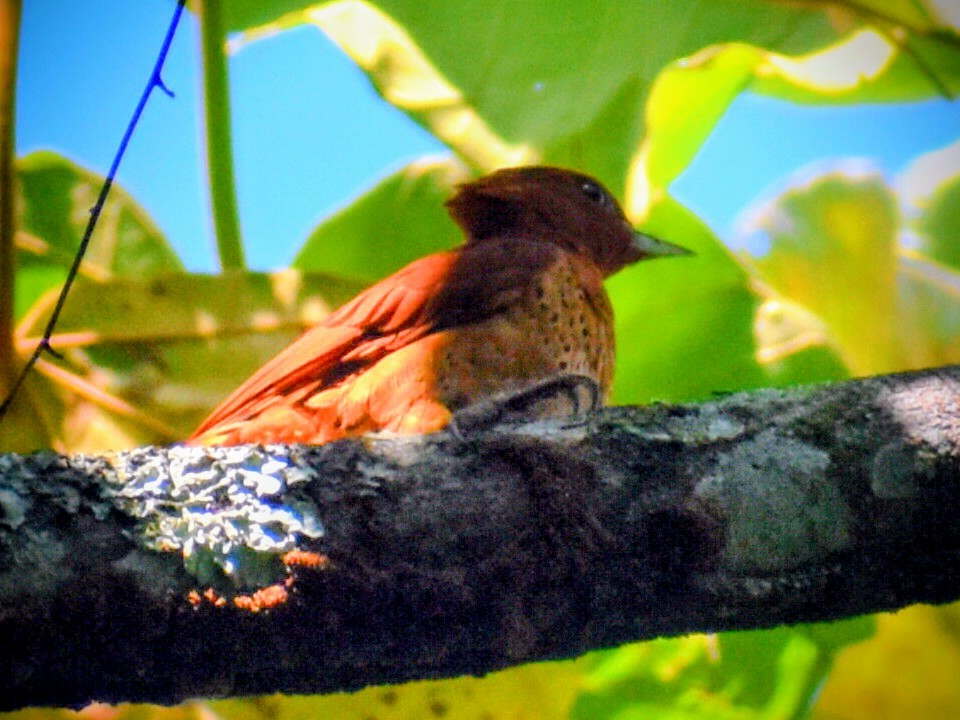 Tarçın Renkli Ağaçkakan - ML646159589