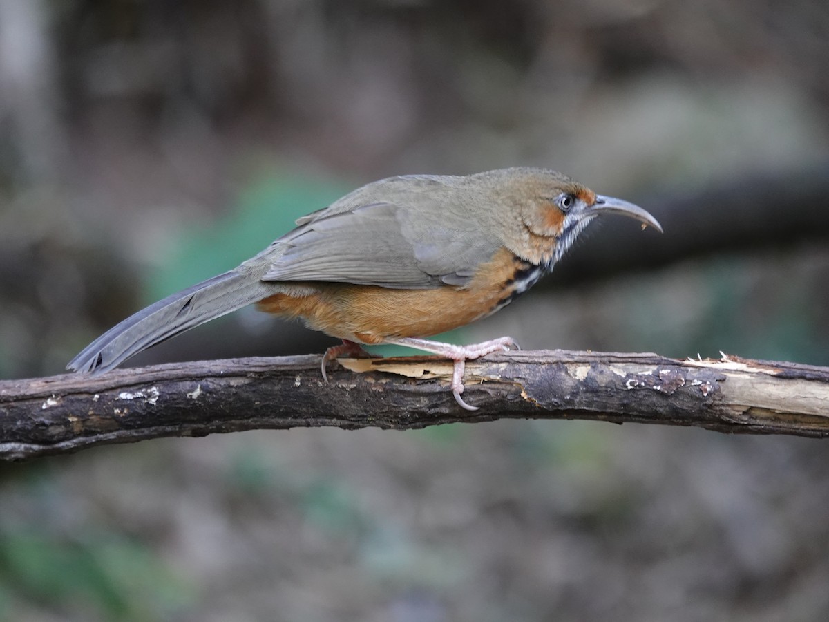 Siyah Çizgili Kıvrıkgaga - ML646159590