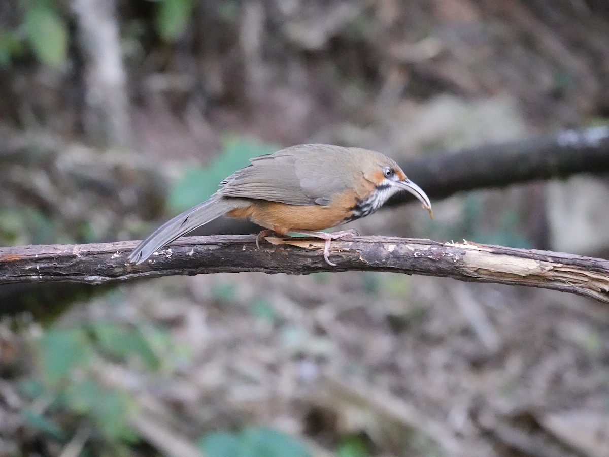 Siyah Çizgili Kıvrıkgaga - ML646159591