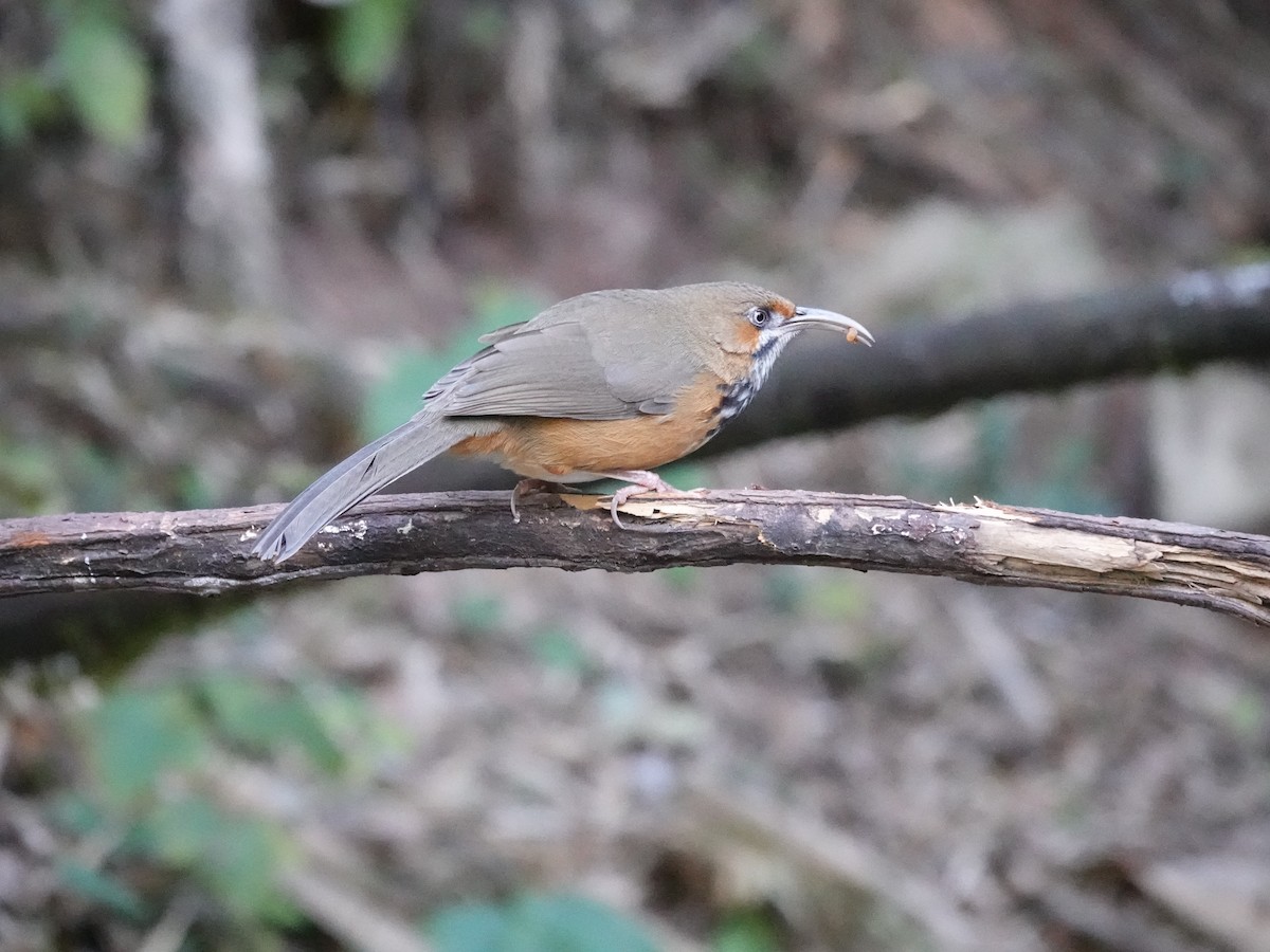 Siyah Çizgili Kıvrıkgaga - ML646159592