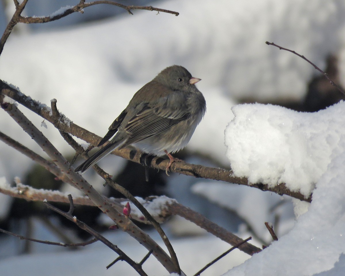 Kara Gözlü Junko - ML646159601